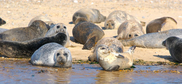 Seals at Blakeney Point